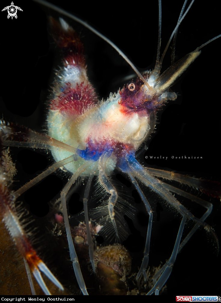 A Banded Coral Shrimp