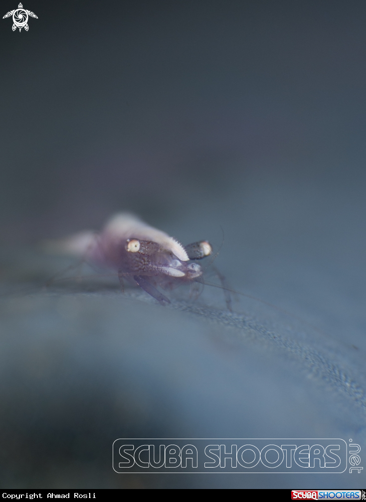 A Shrimp