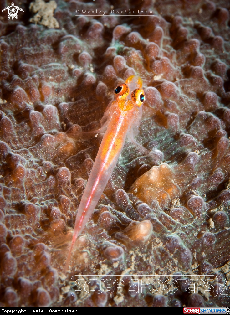 A Goby