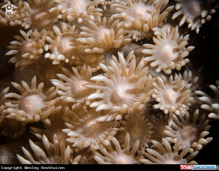 A Soft Coral