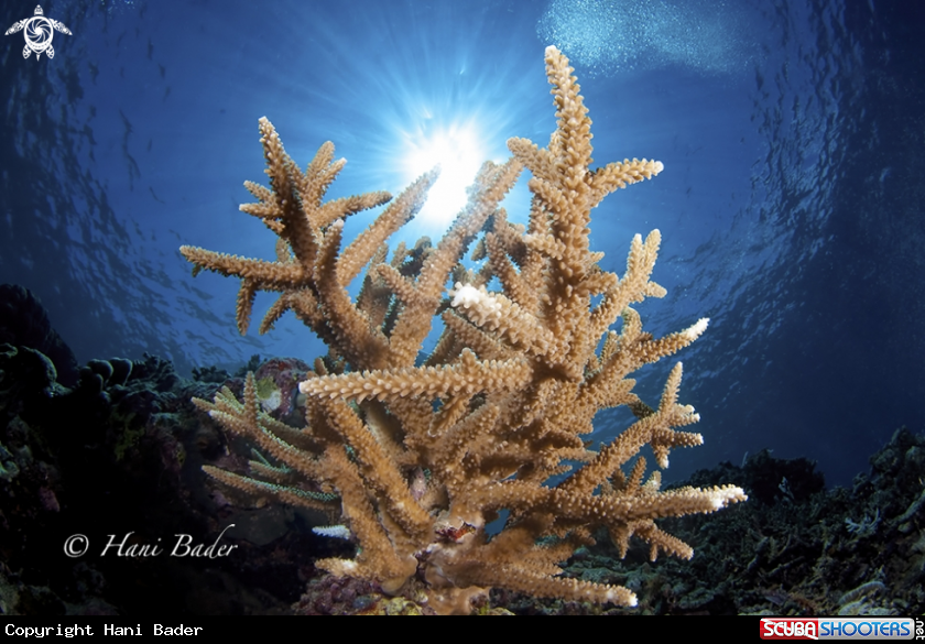 A acropora coral