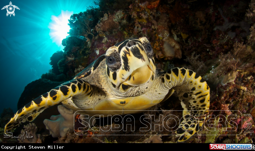A Turtle