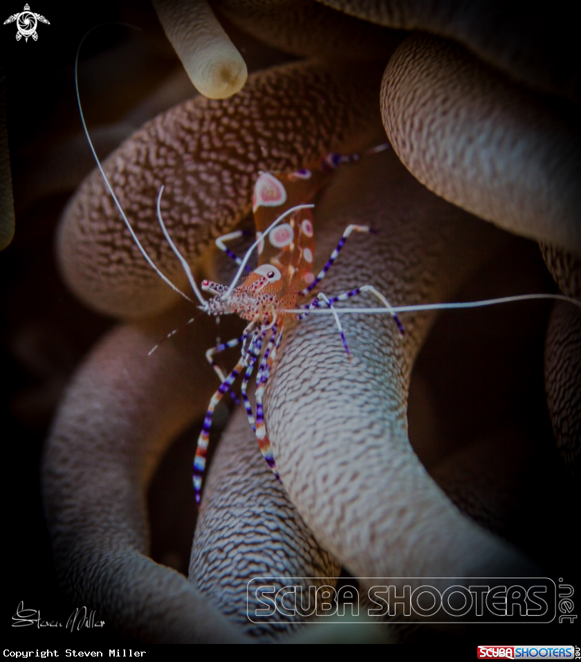 A Anemone Shrimp