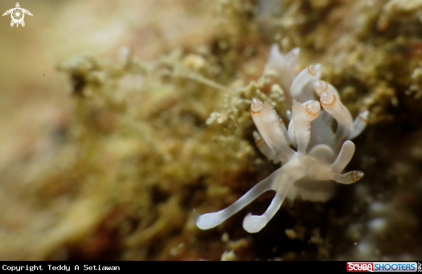 A flabelina bicolor