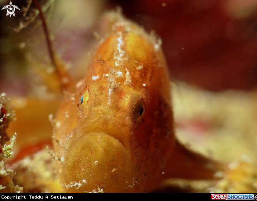 A frogfish