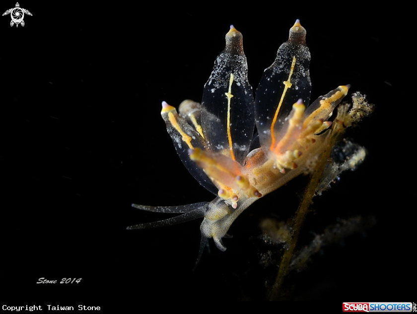 A Nudi