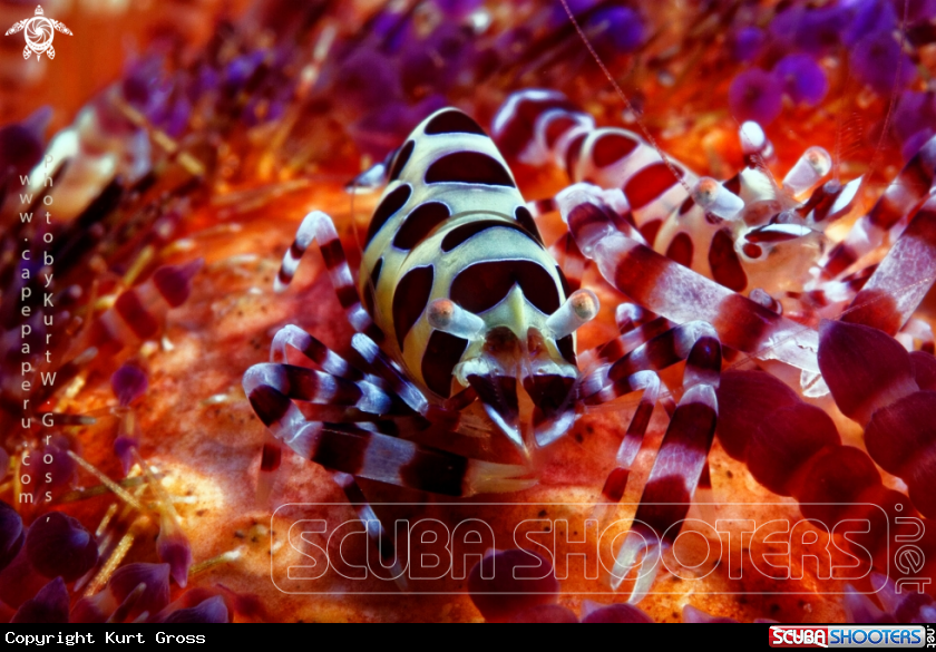 A Coleman Shrimp