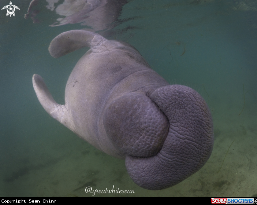 A Manatee