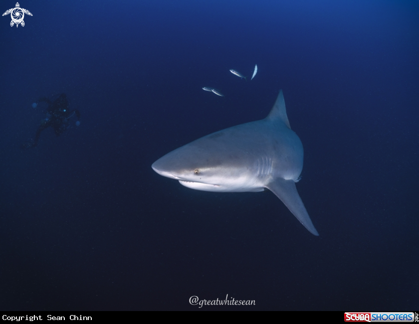 A Bull Shark