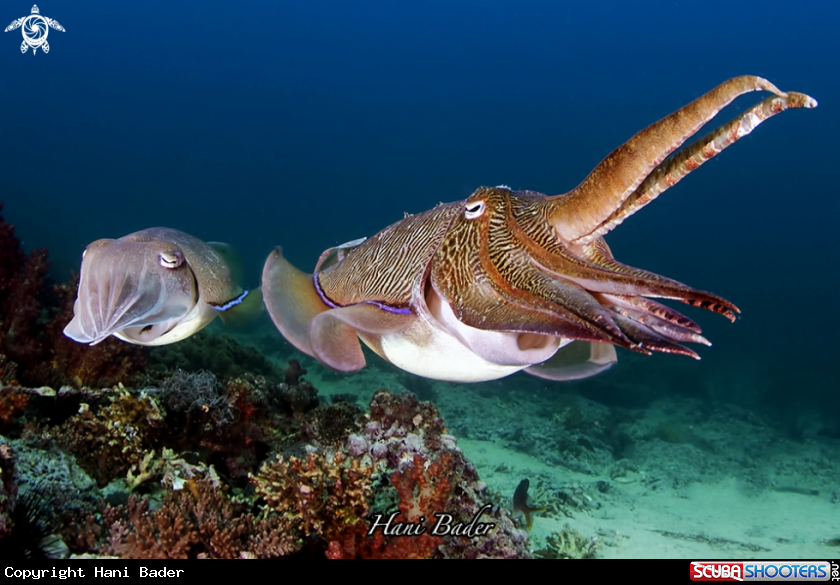 A cuttlefish