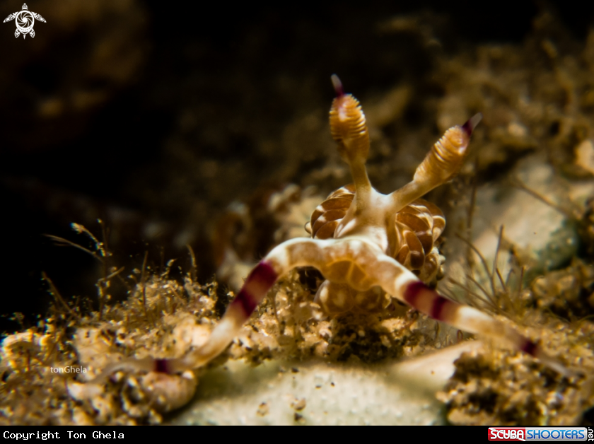 A Nudibranch