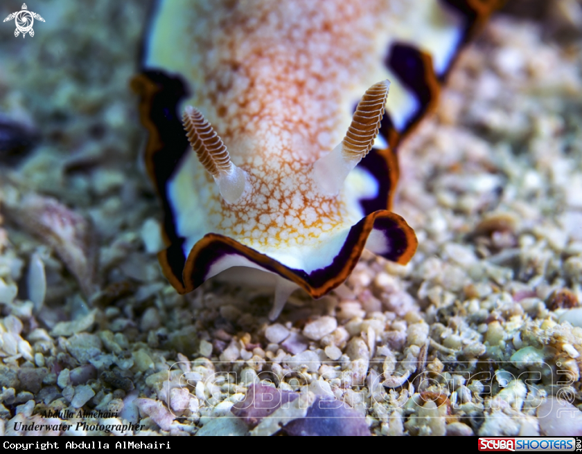 A Nudibranch