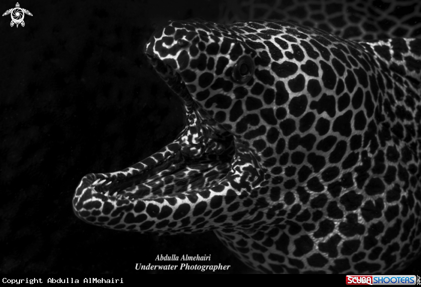 A Moray Eel