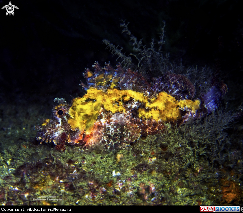 A Scorpion Fish