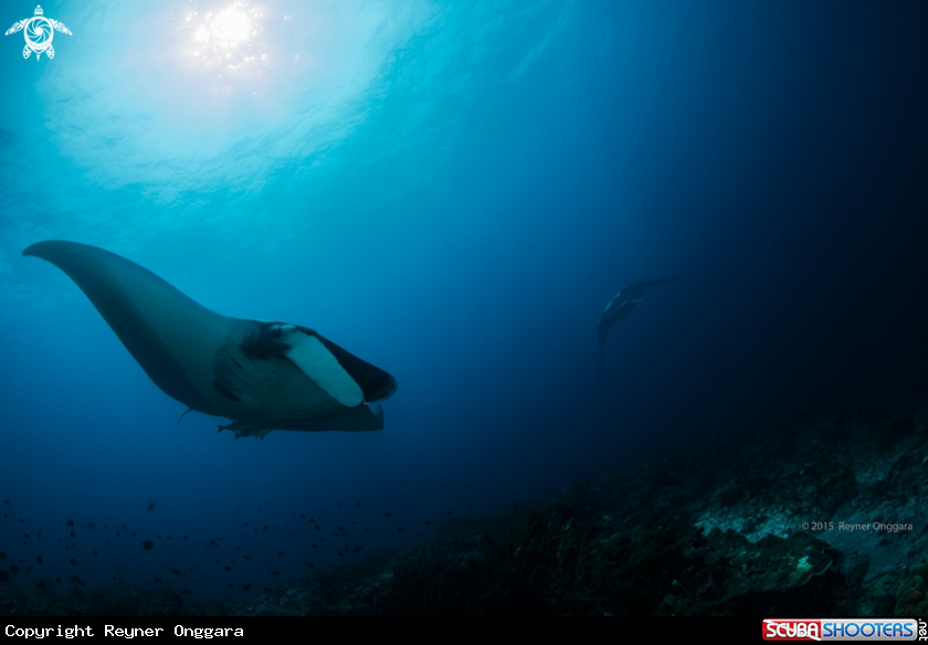 A Manta Ray