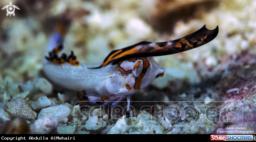 A Dactylopus Kuiteri
