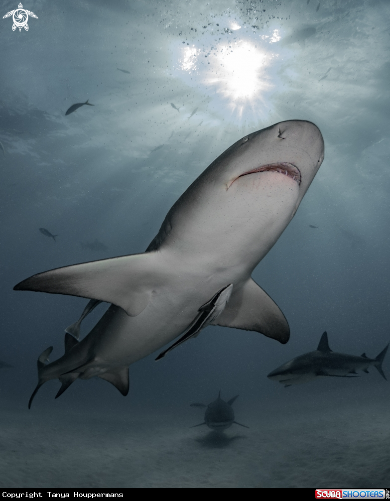 A Lemon shark, tiger shark, Caribbean reef shark
