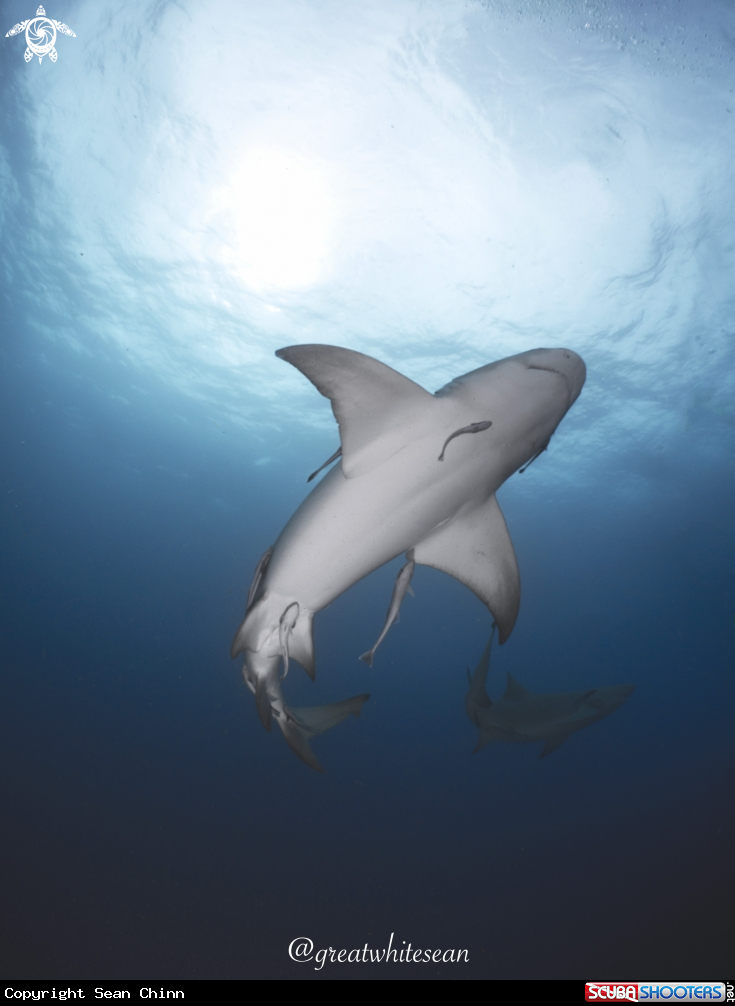 A Lemon Shark