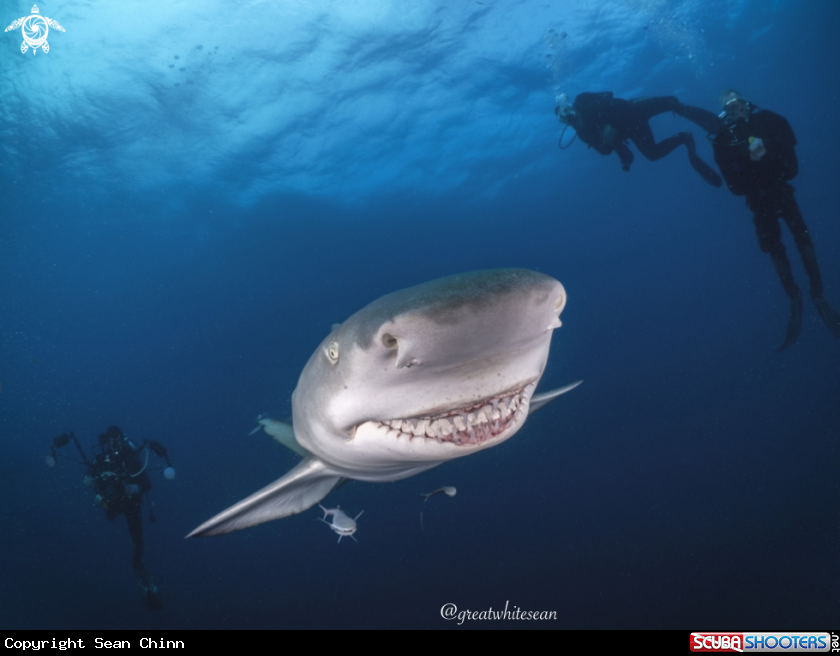 A Lemon Shark