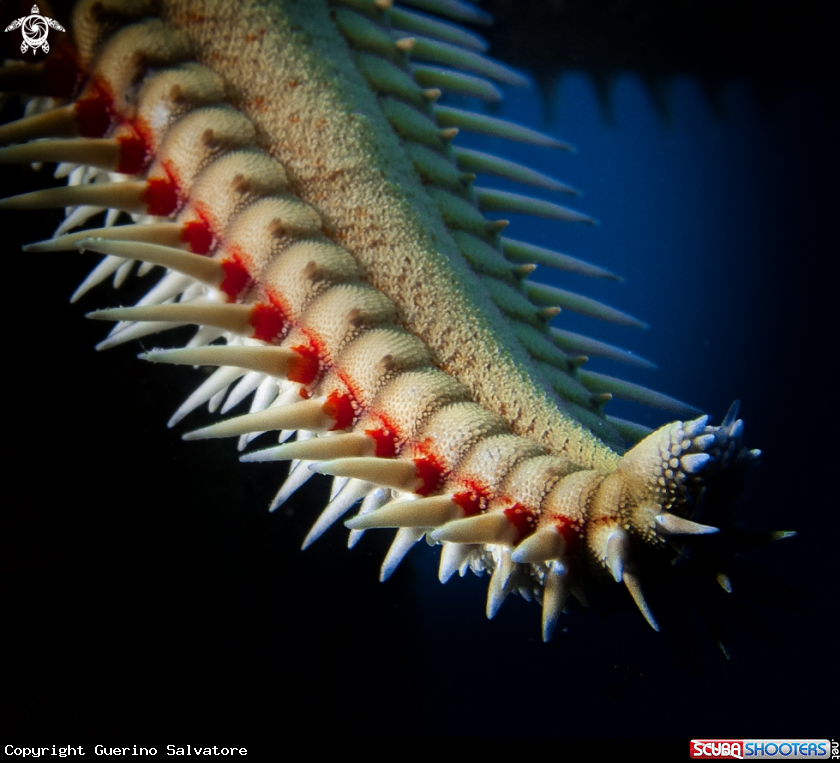 A Astropecten