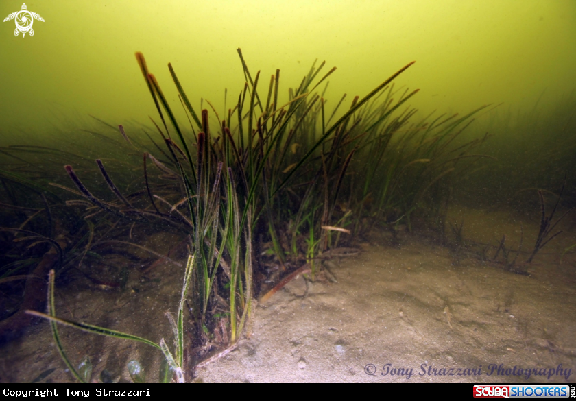 A Sea grass