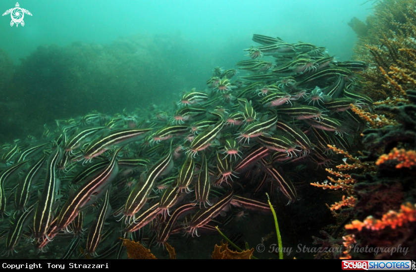 A Stripey catfish
