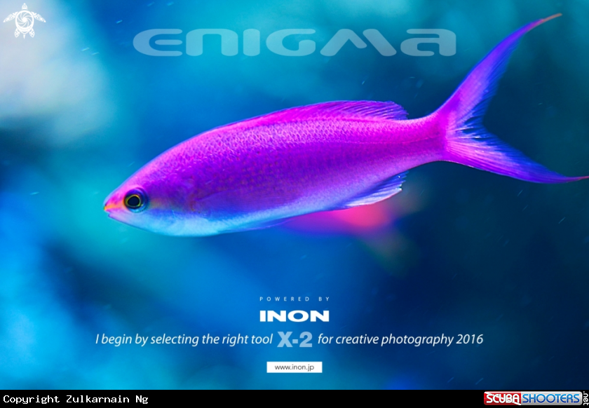 A Anthias