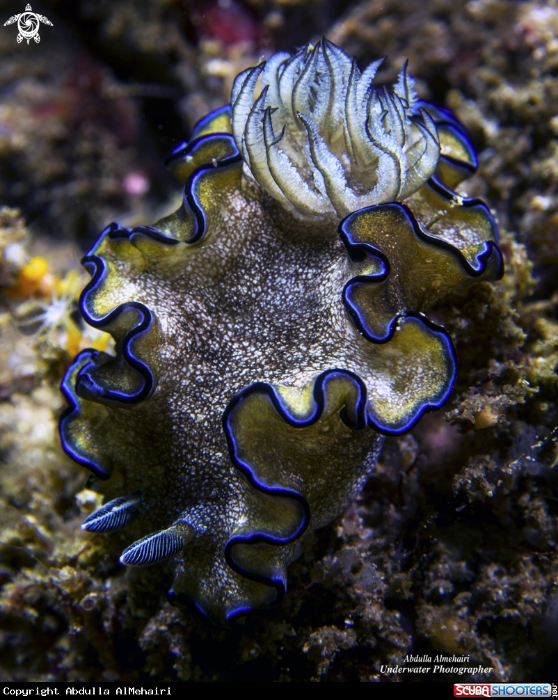 A nudibranch