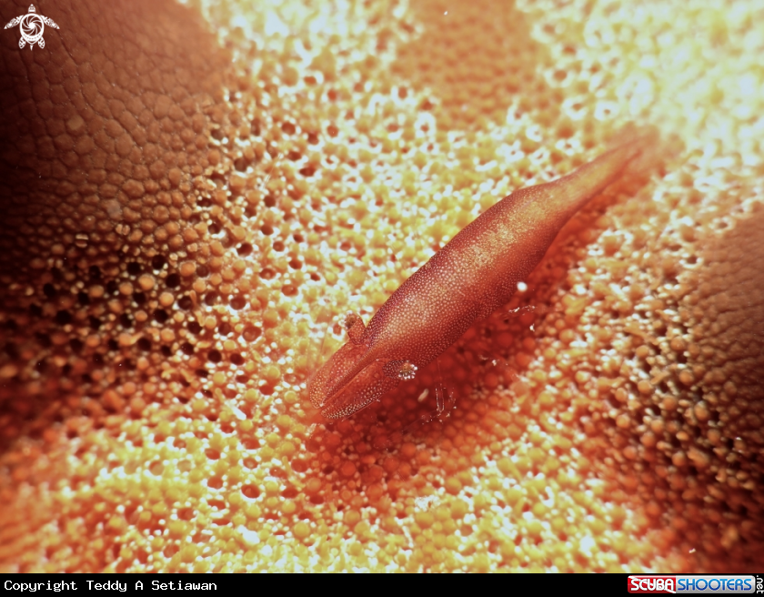 A seastar shrimp