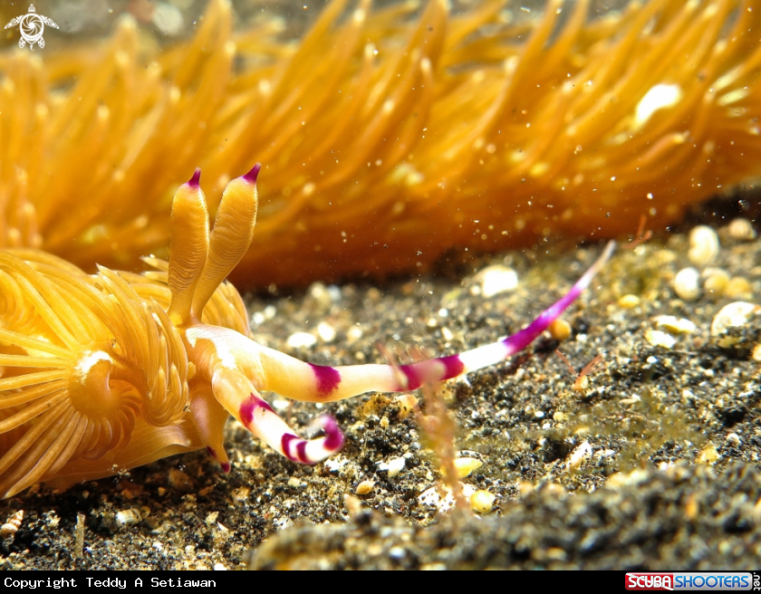 A nudibranch