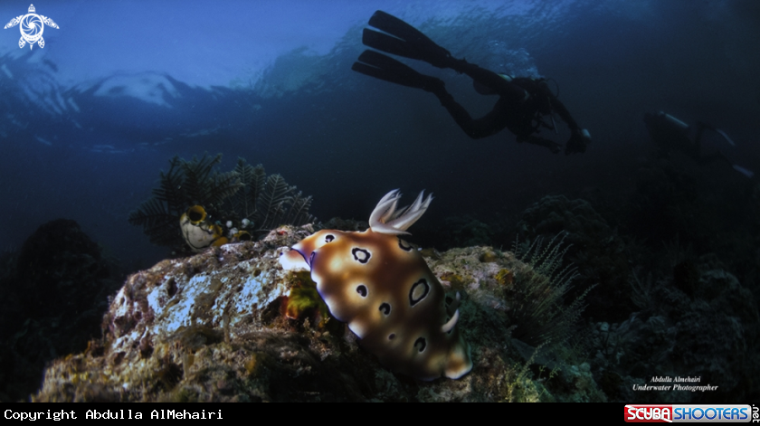 A Nudibranch