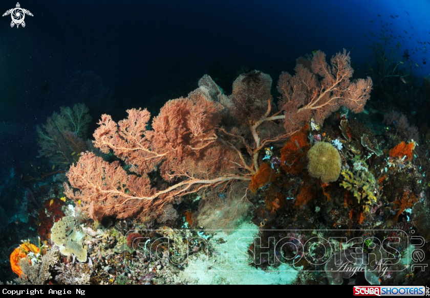A Sea fan