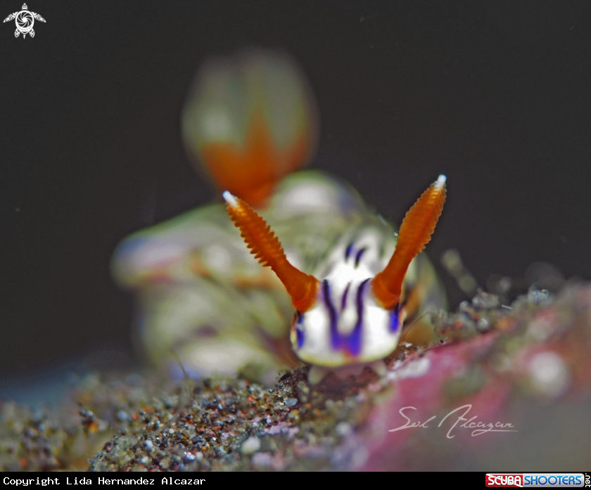 A Hypselodoris zephyra