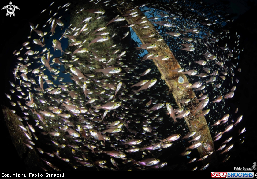 A Glassfish