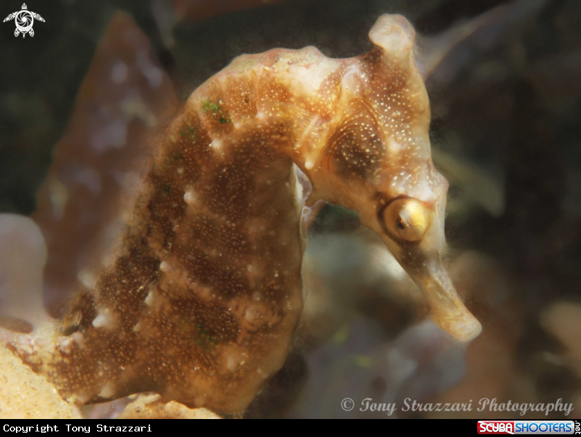 A White's seahorse