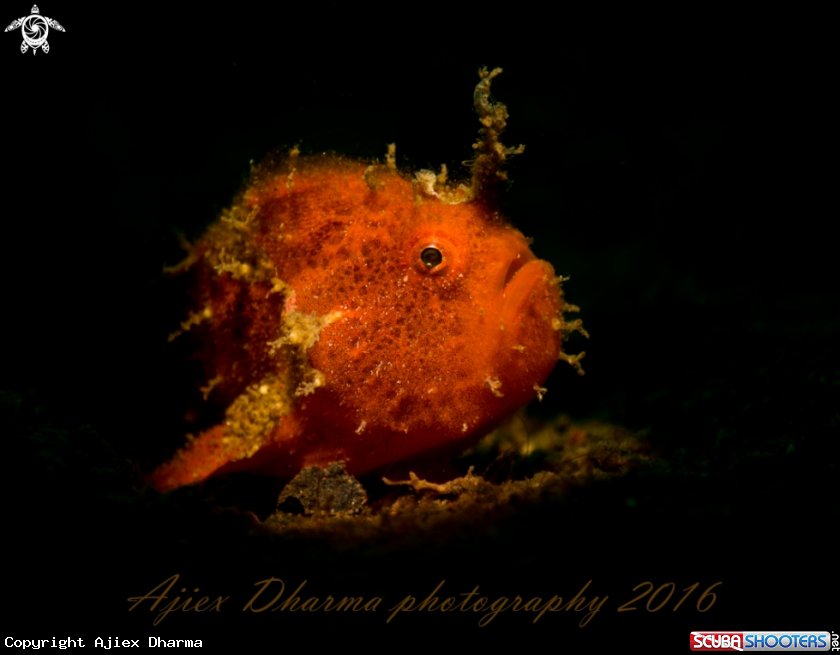 A frog fish 