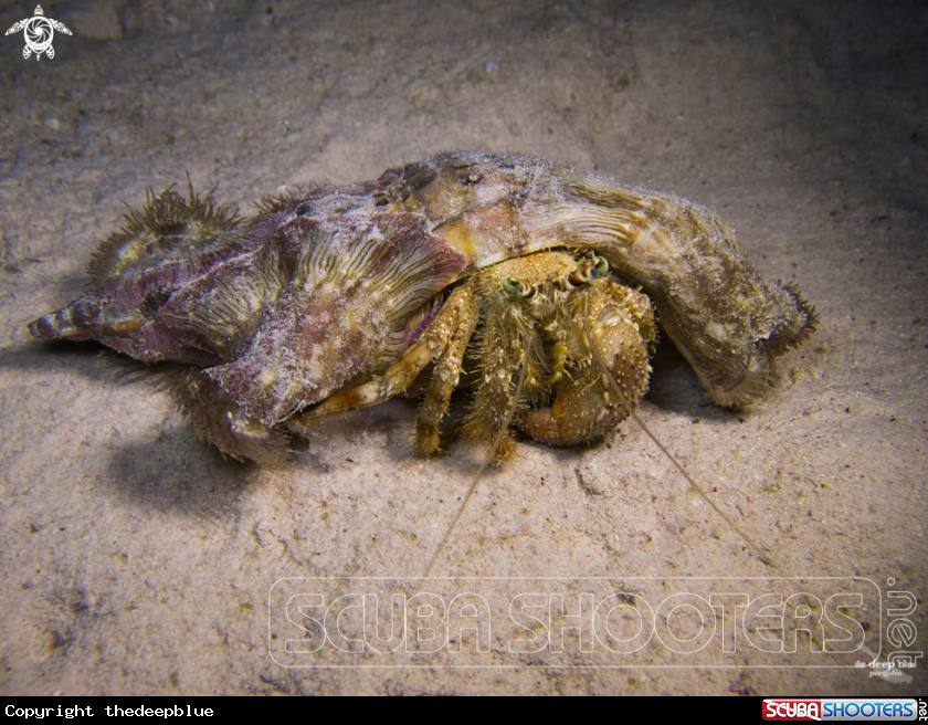 A Anemone Crab