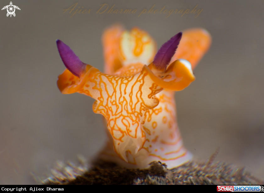 A nudibranch