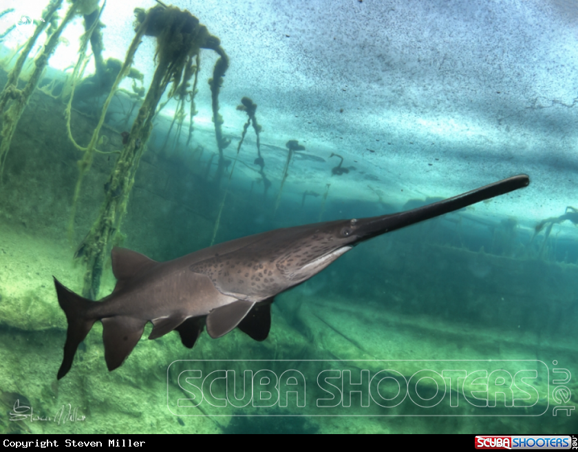 A American Paddlefish