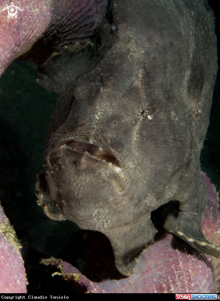 A Frogfish