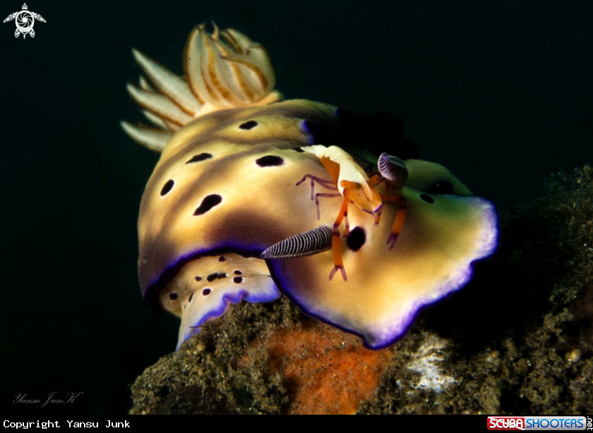 A Periclimenes imperator + Hypselodoris tryoni