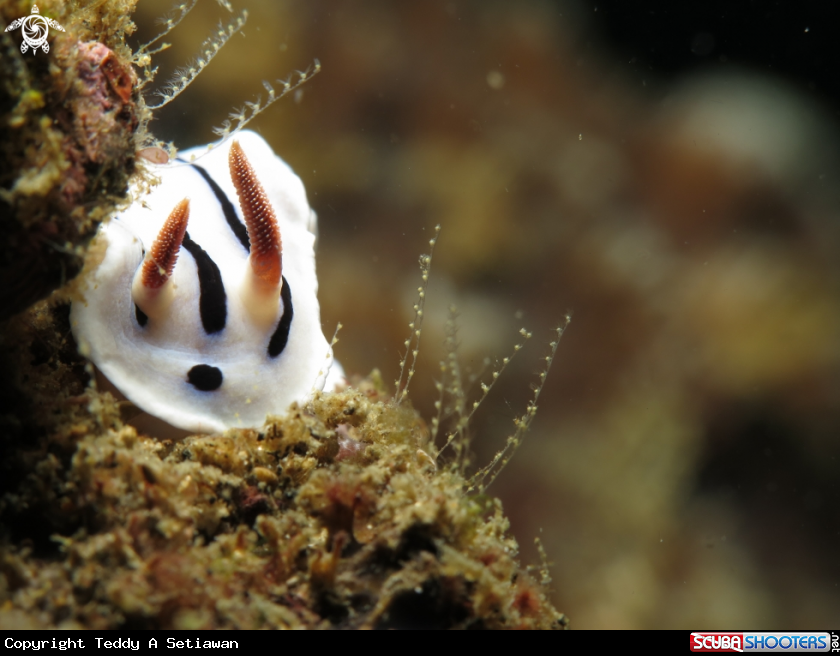 A chromodoris dianae
