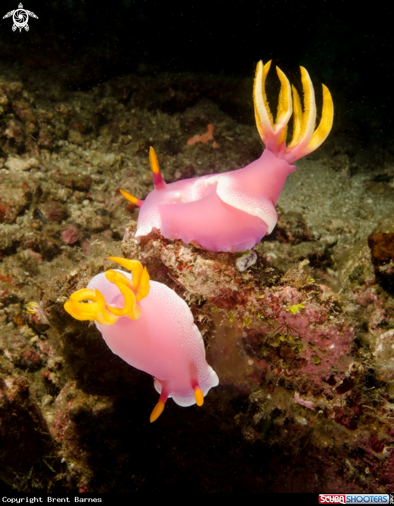 A Nudibranch