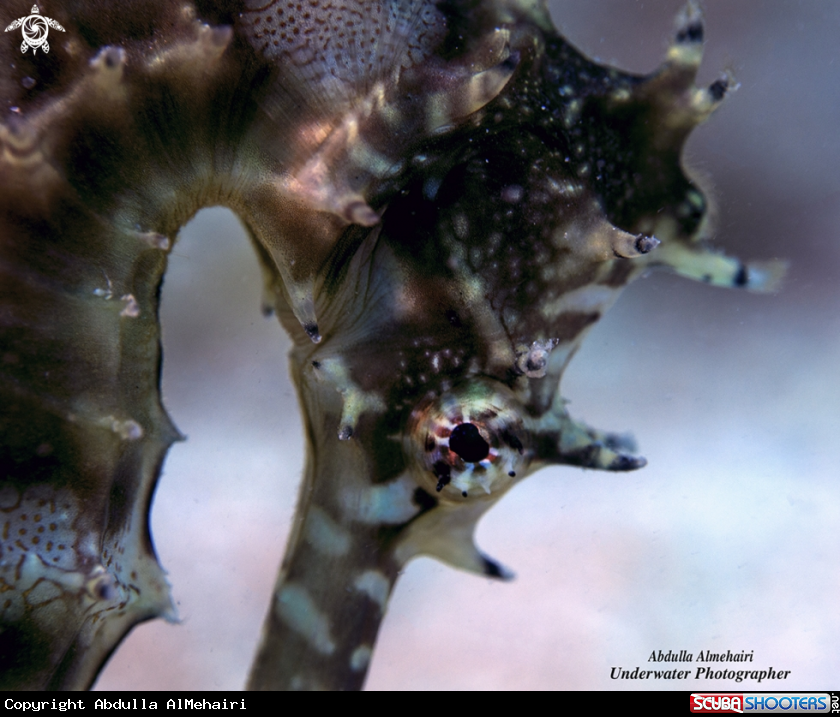 A Seahorse