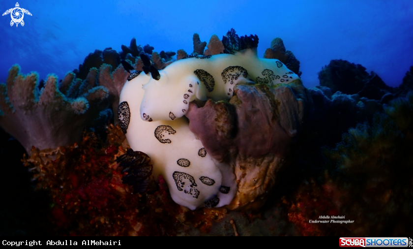 A nudibranch