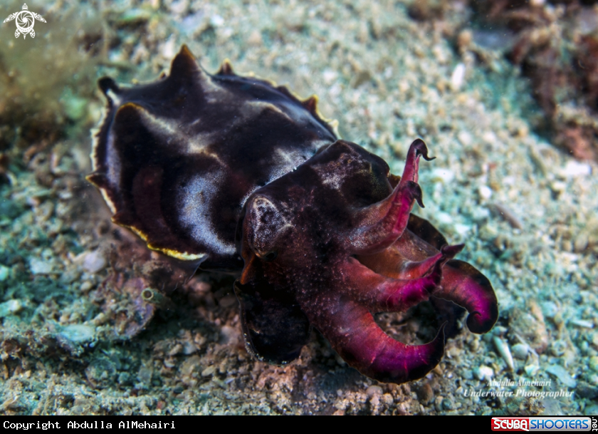 A Flamboyant Cuttlefish