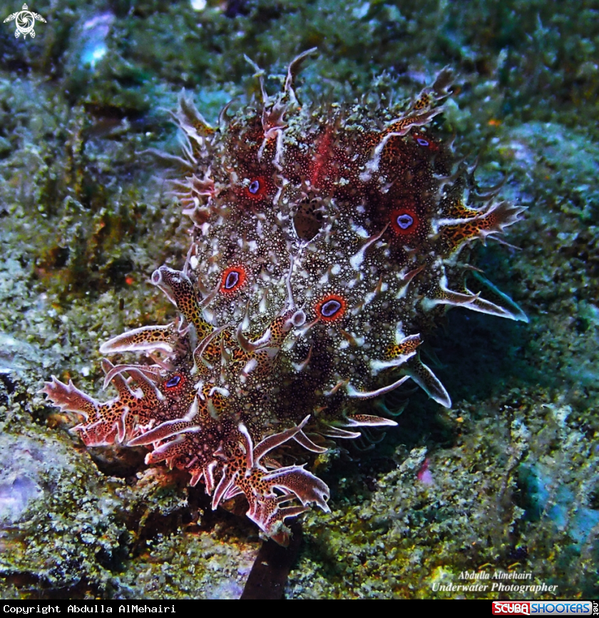 A Nudibranch