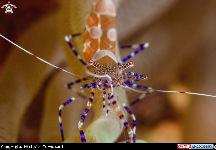 A Spotted cleaner shrimp