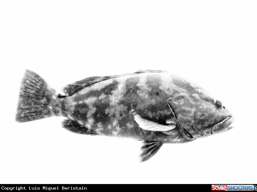 A Epinephelus striatus