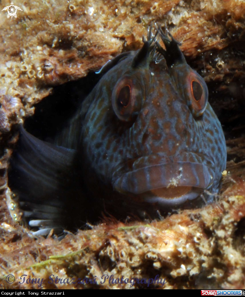 A Horned blenny